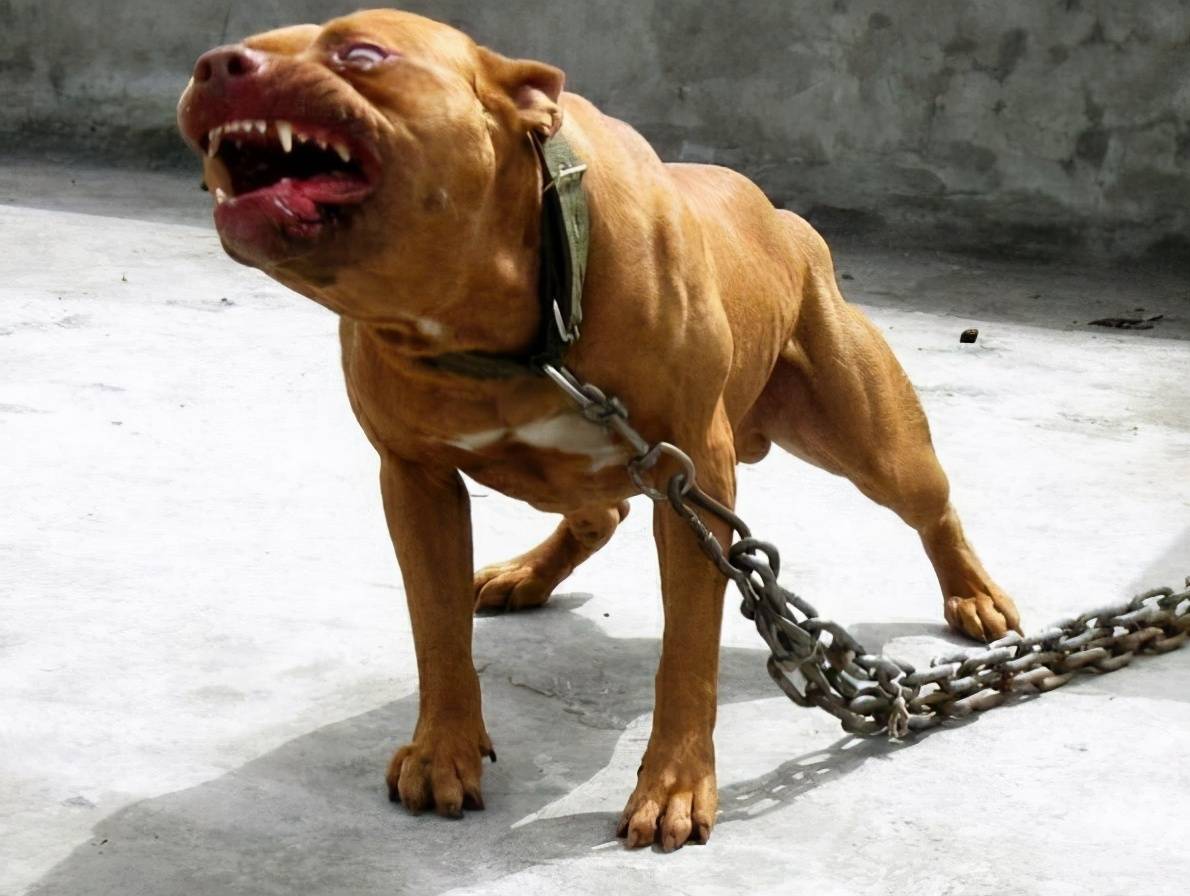 恶犬最新网站，高科技产品介绍与体验报告独家呈现